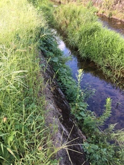 Pueraria montana lobata