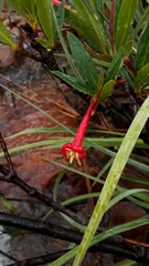 Augusta longifolia