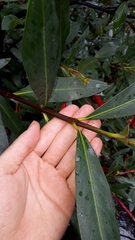 Augusta longifolia