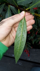 Augusta longifolia