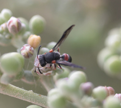 Leptochilus cruentatus