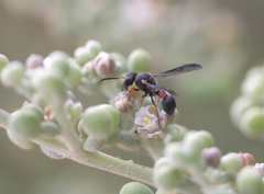 Leptochilus cruentatus