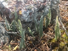 Pleopeltis lepidopteris
