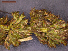 Amaranthus rudis