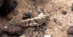 Sphingonotus picteti