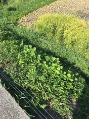 Pueraria montana lobata