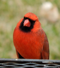 Cardinalis cardinalis