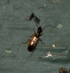 Leptotrachelus dorsalis