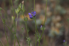 Gilia nevinii