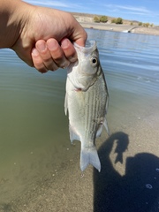 Morone chrysops × saxatilis