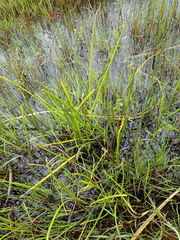 Isolepis prolifera