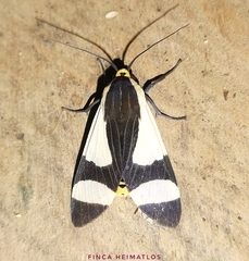 Pryteria alboatra