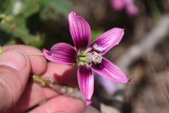 Malva assurgentiflora glabra