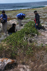 Malva assurgentiflora glabra