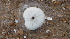 Echinocyamus pusillus