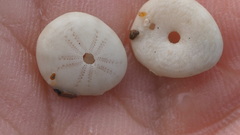 Echinocyamus pusillus