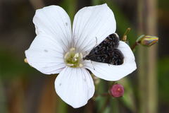 Heliothela wulfeniana