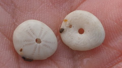 Echinocyamus pusillus