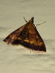 Pyrausta rubricalis