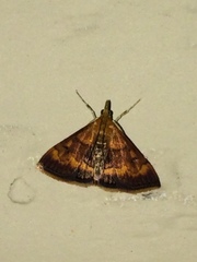 Pyrausta rubricalis