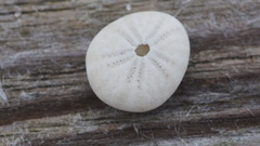 Echinocyamus pusillus