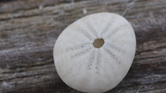 Echinocyamus pusillus