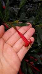 Augusta longifolia