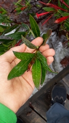 Augusta longifolia