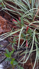 Augusta longifolia