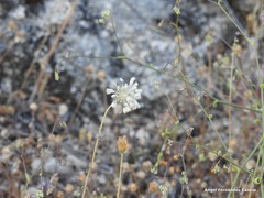 Pimpinella villosa