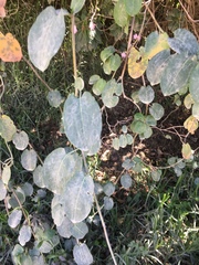 Muehlenbeckia tamnifolia