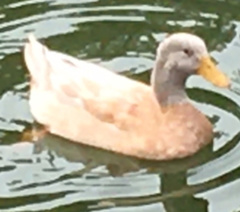 Anas platyrhynchos domesticus