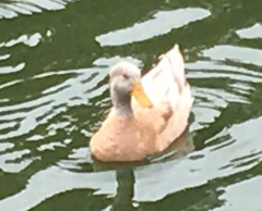 Anas platyrhynchos domesticus