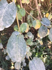 Muehlenbeckia tamnifolia