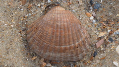 Acanthocardia tuberculata