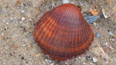 Acanthocardia tuberculata