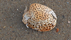 Tucetona