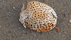 Tucetona