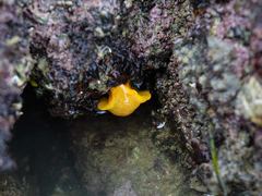 Dendrodoris citrina