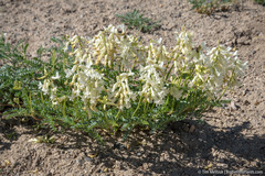 Astragalus curvicarpus
