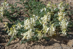 Astragalus curvicarpus