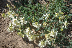 Astragalus curvicarpus