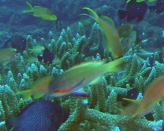 Pseudanthias huchtii