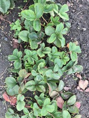 Diplocarpon fragariae
