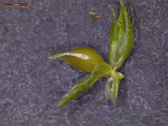 Echinochloa crus-pavonis