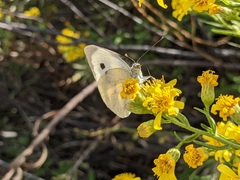Pieris brassicae