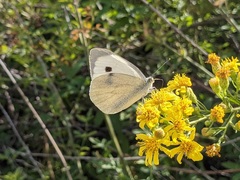 Pieris brassicae