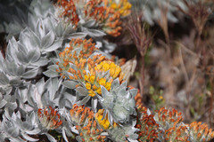 Acmispon argophyllus adsurgens