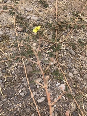 Tribulus terrestris