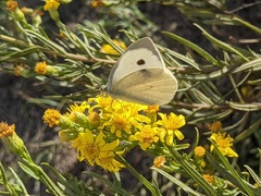 Pieris brassicae